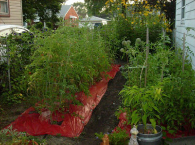 Thinking About Starting a Garden? Jump Right In! Image